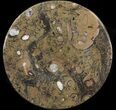 Fossil Orthoceras & Goniatite Plate - Stoneware #40526-1